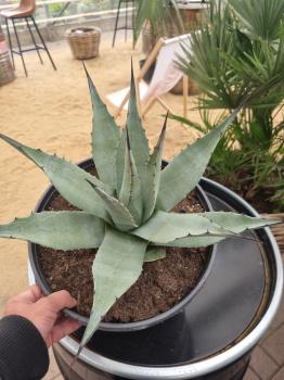 Winterharte-Agave-Neomexicana-Nr-112
